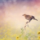 Brown Bird Perches on a Meadow