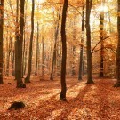 Autumn in the forest