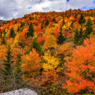 Fall off The Blue Ridge Parkway