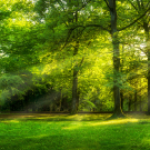 Beautiful panoramic sunny forest