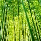 Bamboo forest I