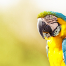 Blue and Yellow Macaw