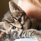 Kitten on the shoulder