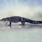 Large American Alligator 