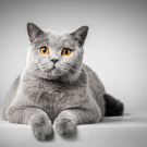 British Shorthair cat 