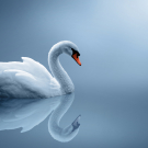 Lonely Swan