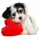 Lover Valentine Havanese puppy