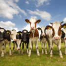 Team of Dutch cows