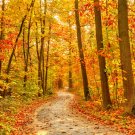 Pathway in the autumn forest