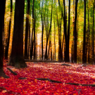 Forest in autumn with golden light