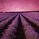 Lavender field landscape at sunset