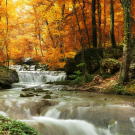 Forest waterfall