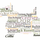 Dog word cloud illustration