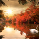 Swan in the autumn