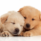 Two cute Chow-chow puppies