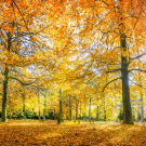 Herbstwald Panorama