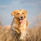 Golden retriever dog running