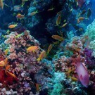 Colorful underwater reef 