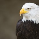 Bald headed eagle, side profile