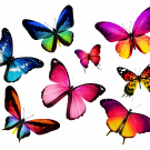 Beautiful butterflies