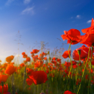 Poppies at sunrise