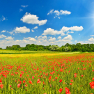 Summer meadow with poppies