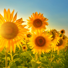 Sunflowers I