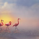 Flamingo Birds