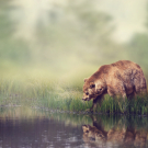 Brown Bear Near the Pond