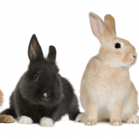 Four bunnies