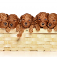 Poodle in basket