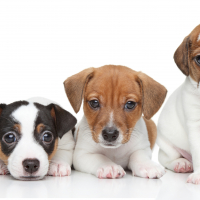 Group of Jack Russel terrier puppies