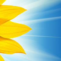 Sunflower Sunshine