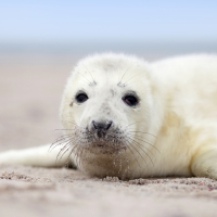 Baby seal
