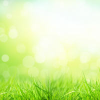 Green grass