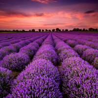 Lavender field at sunset