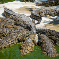 Crocodiles