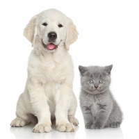 Cute dog and cat together