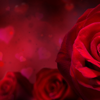 Red Roses
