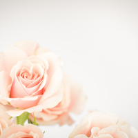 Dreamy Rose