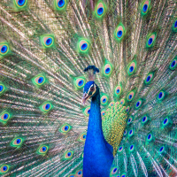 Magnificent Peacock
