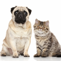 Cute dog and cat staring