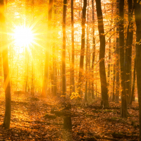 Golden panoramic forest