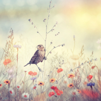 Field with wild flowers and a bird