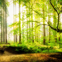 Sunrise in the forest 