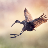 Limpkin Bird in Flight