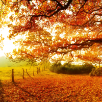 Panoramic Autumn 
