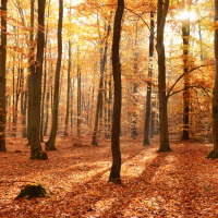 Autumn in the forest