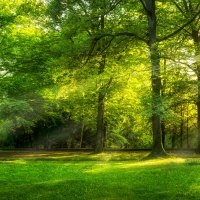 Beautiful panoramic sunny forest