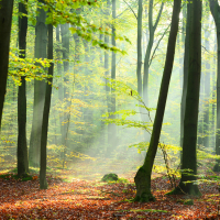 Morning forest